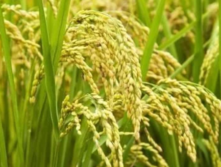 我市召開水稻新品種示范現(xiàn)場(chǎng)觀摩會(huì)