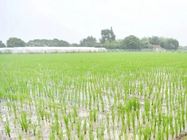 上海這個區(qū)，為何有底氣賣50塊一斤的大米？