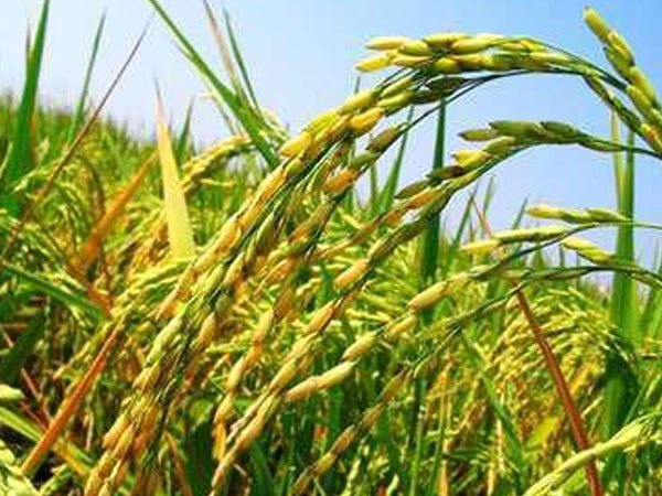 如何能有效防止大米生蟲？