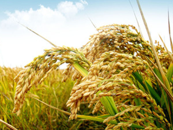 喬司農場 2100余畝水稻熟了