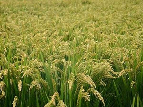 貴州岑鞏：制種水稻&ldquo;成長記&rdquo;