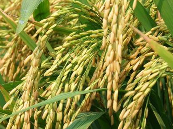 豐收啦！東莞石排沙角村176.17畝水稻長勢旺