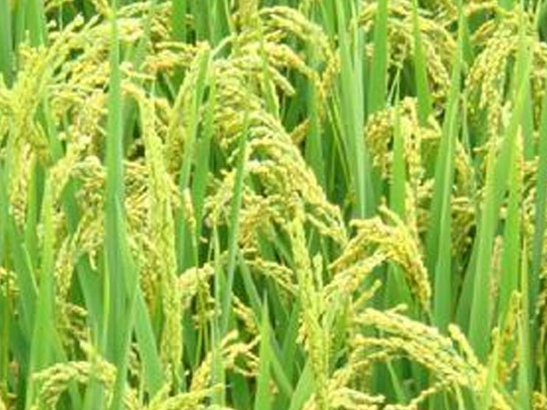 我國科學(xué)家解析水稻小穗&ldquo;變性&rdquo;機(jī)制 為水稻增產(chǎn)提供新路徑