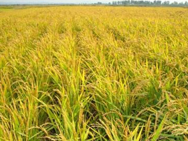 扛過三次臺風水稻&ldquo;屹立不倒&rdquo;