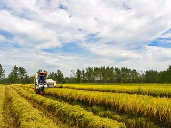 為防水分蒸發(fā) 水稻也會&ldquo;午睡&rdquo;