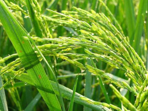 山東寧陽：&ldquo;穿著布鞋種水稻&rdquo;