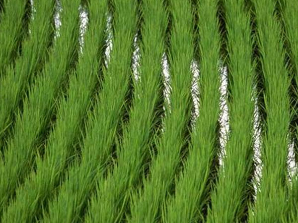 恭喜！袁隆平團(tuán)隊(duì)沙漠海水稻再豐收