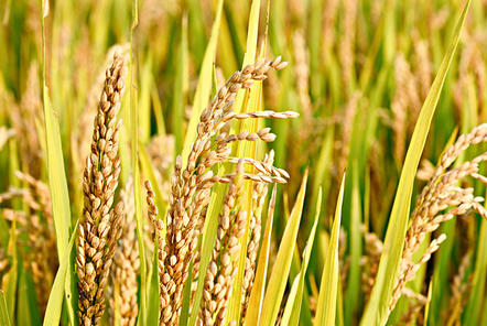 重磅！沙漠變良田！海水稻再次迎來大豐收，可多養(yǎng)活8千萬人口！