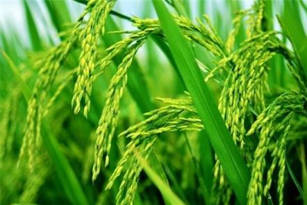 袁隆平點贊青島&ldquo;海水稻&rdquo;