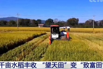 福建長?。呵М€水稻豐收 &ldquo;望天田&rdquo;變&ldquo;致富田&rdquo;