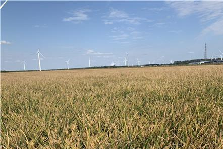 知道了這五條，再也不用擔(dān)心會(huì)買錯(cuò)收割機(jī)了！